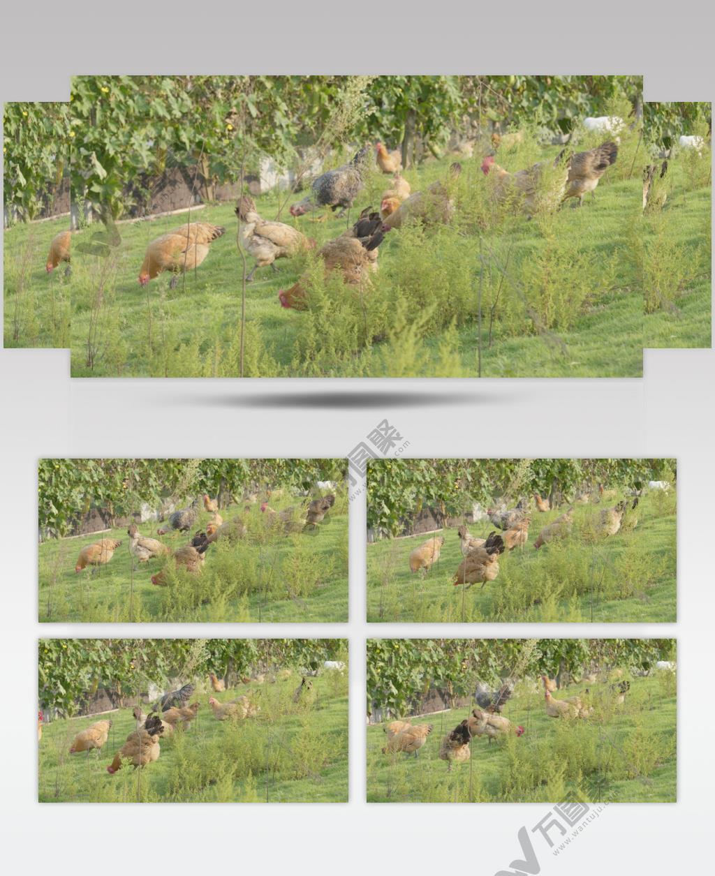 散养老母鸡三黄鸡土鸡柴鸡