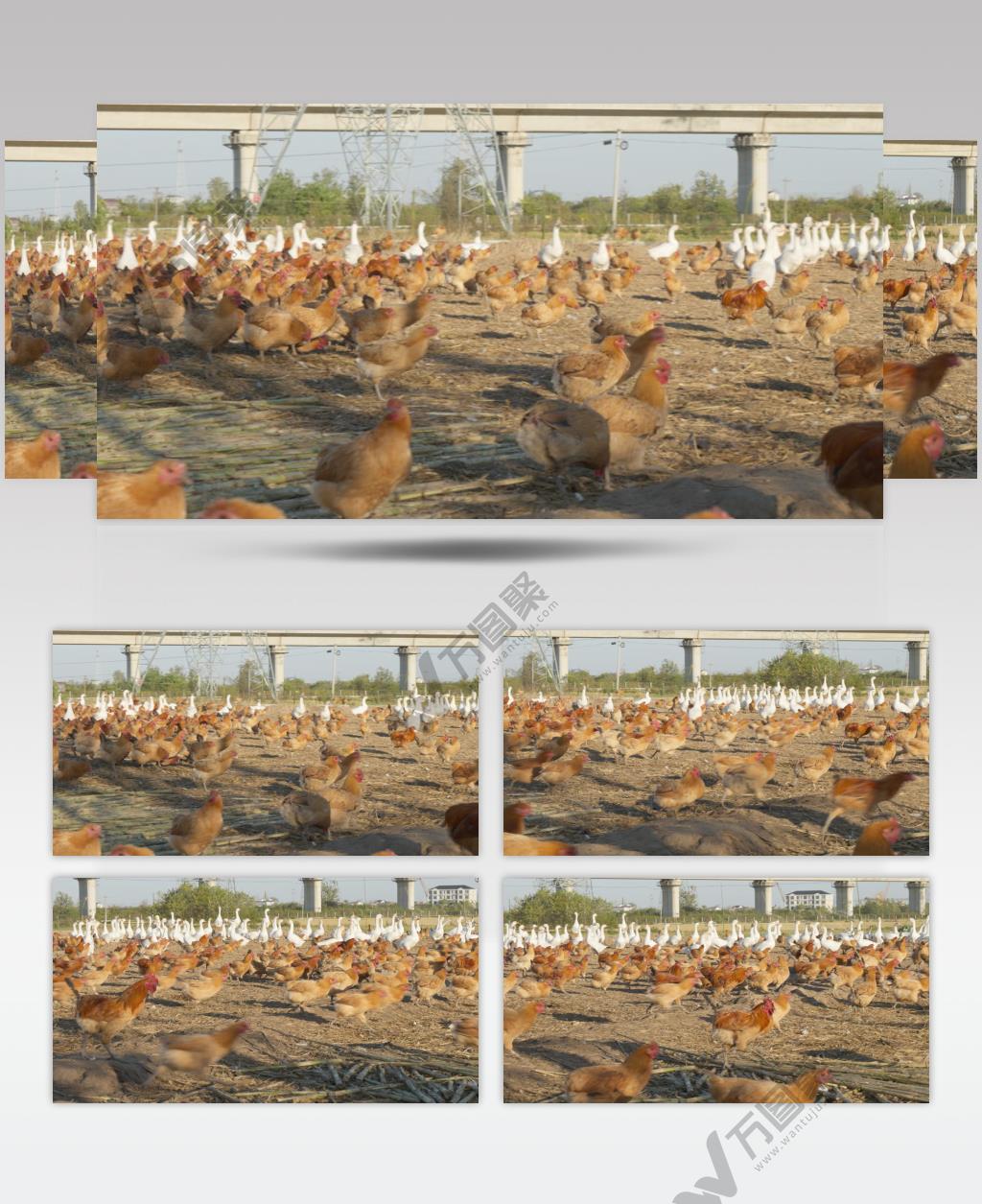 农村乡村散养鸡鸭鹅奔跑三农