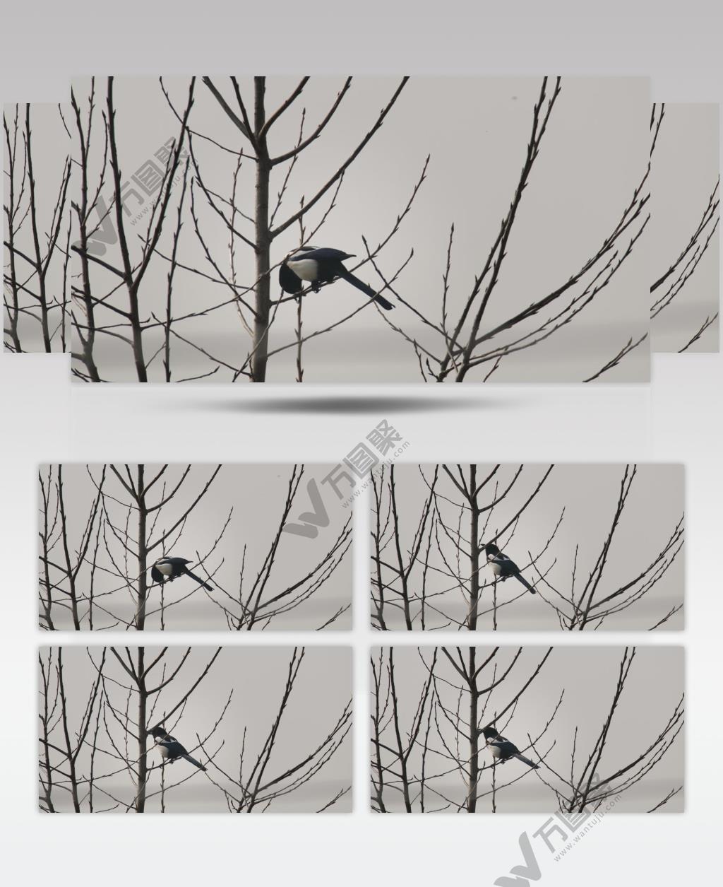 秋天农村树枝头小鸟喜鹊鸣叫