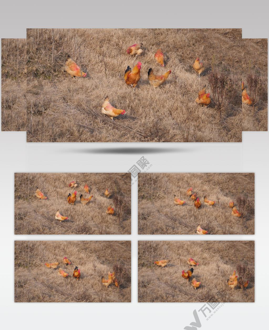 秋天山坡上散养公鸡母鸡跑山鸡