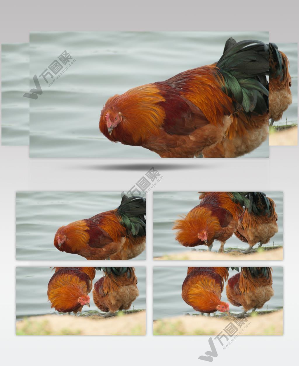 散养大公鸡土鸡柴鸡老鸡笨鸡