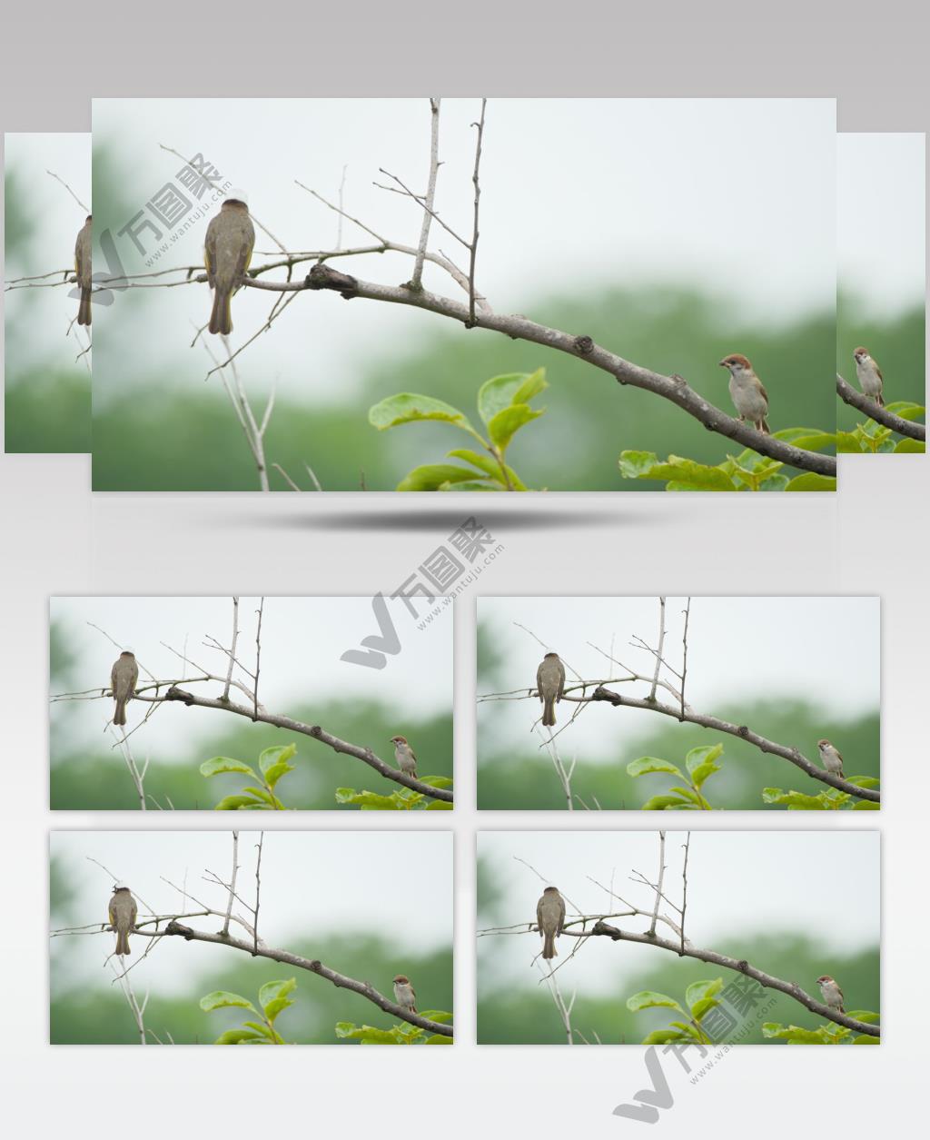 春天树枝头小鸟麻雀白头鹎