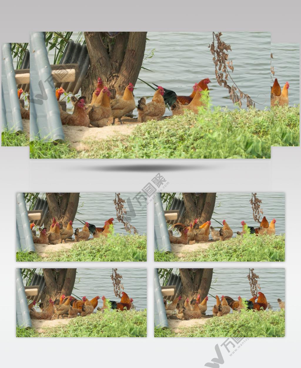 散养土鸡老鸡笨鸡柴鸡家禽