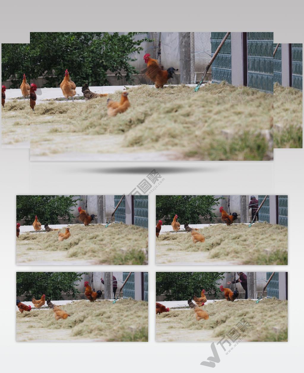 农村清晨早晨大公鸡打鸣叫