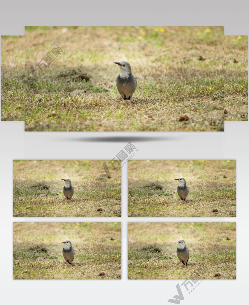 春天中午草丛中小鸟丝光椋鸟