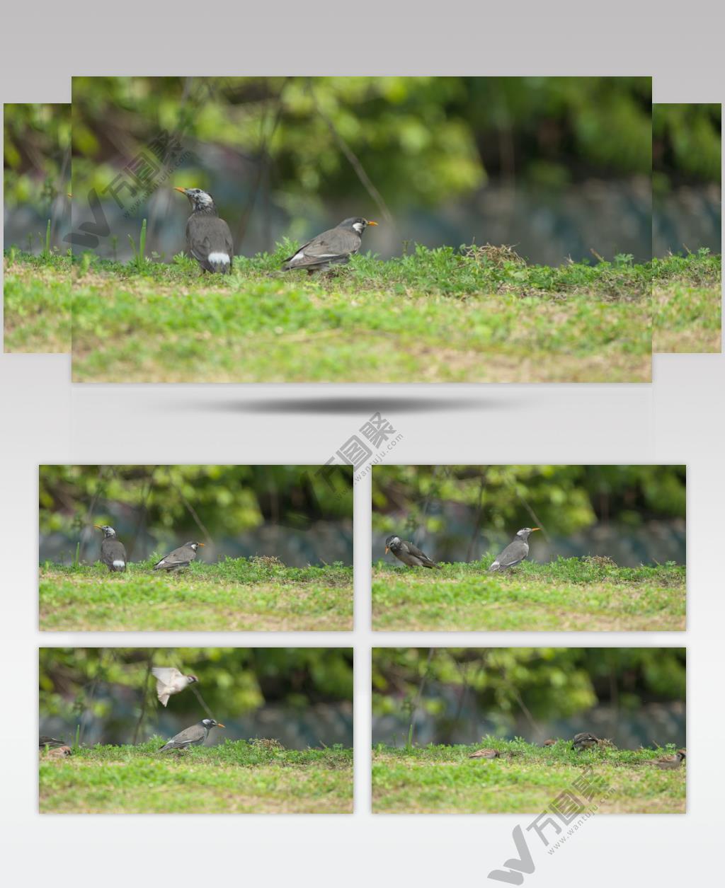 春天草地小鸟麻雀丝光椋鸟