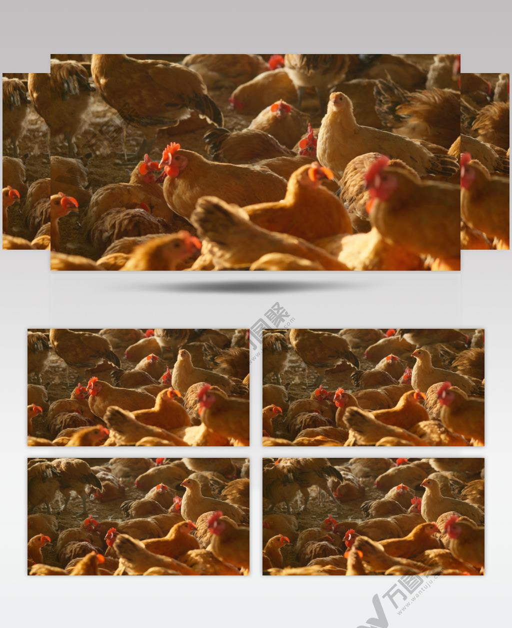 农村养鸡场鸡群戴着红色塑料片