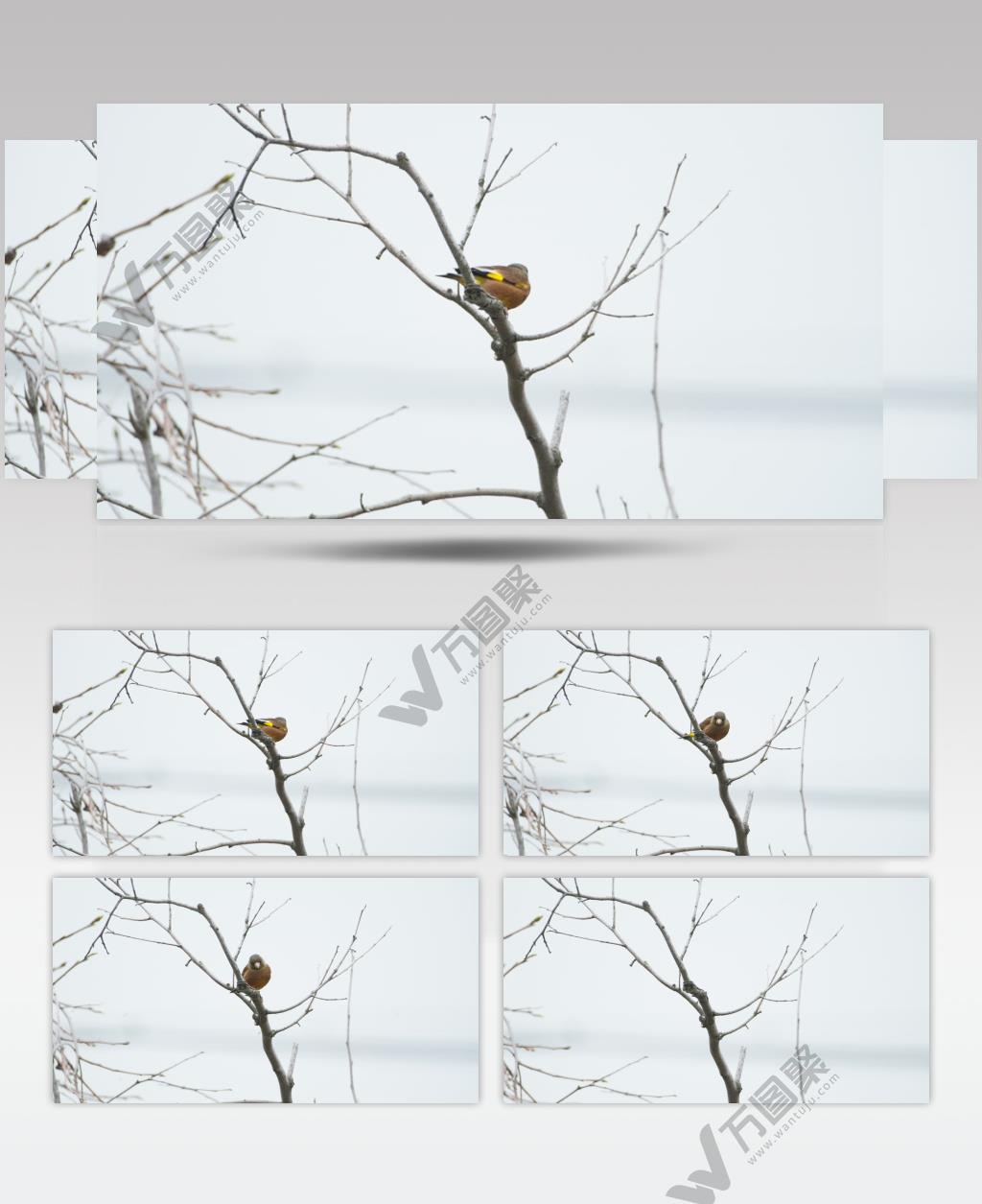 冬天树枝头小鸟金翅雀起飞