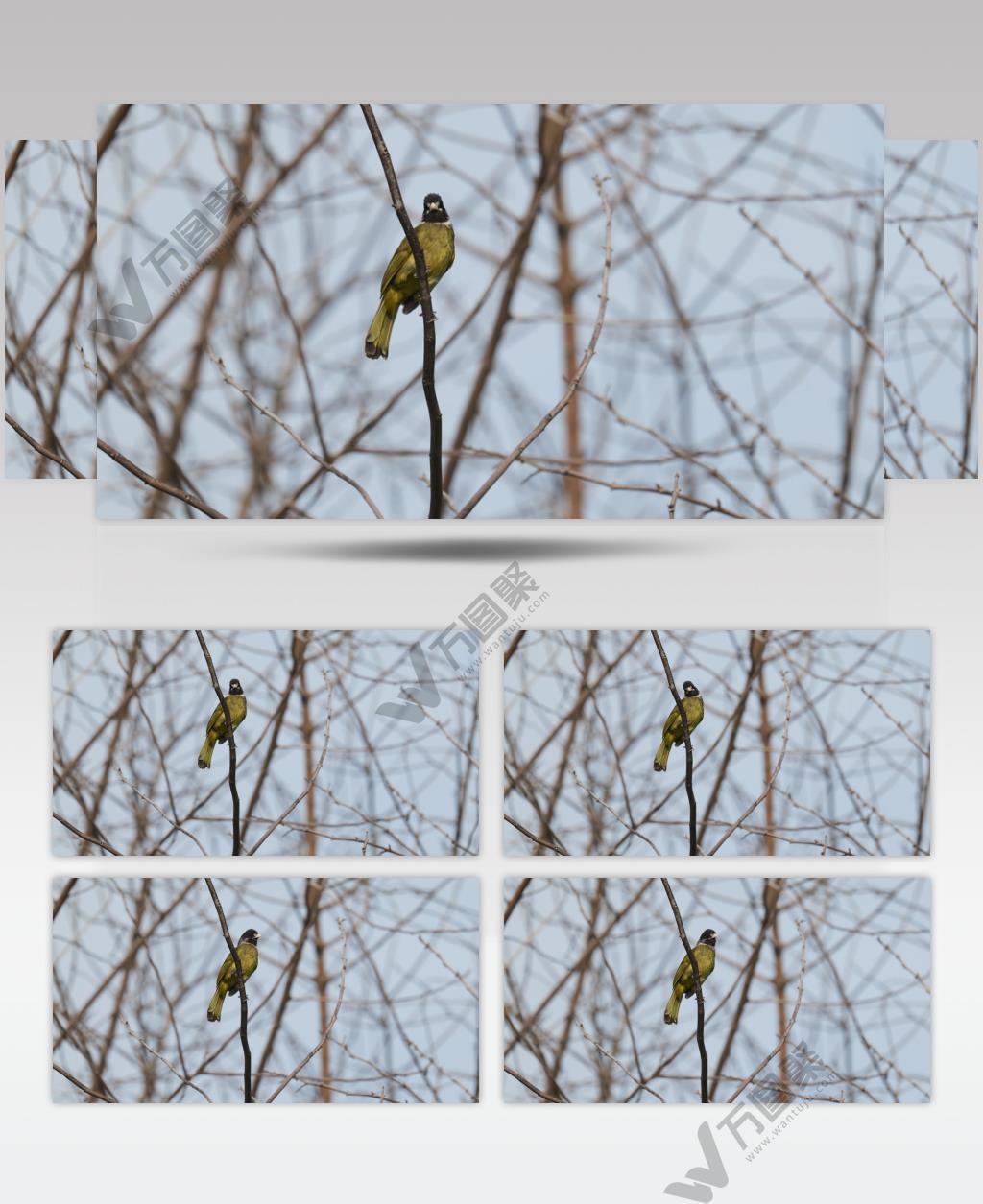 秋天树枝头小鸟领雀嘴鹎特写