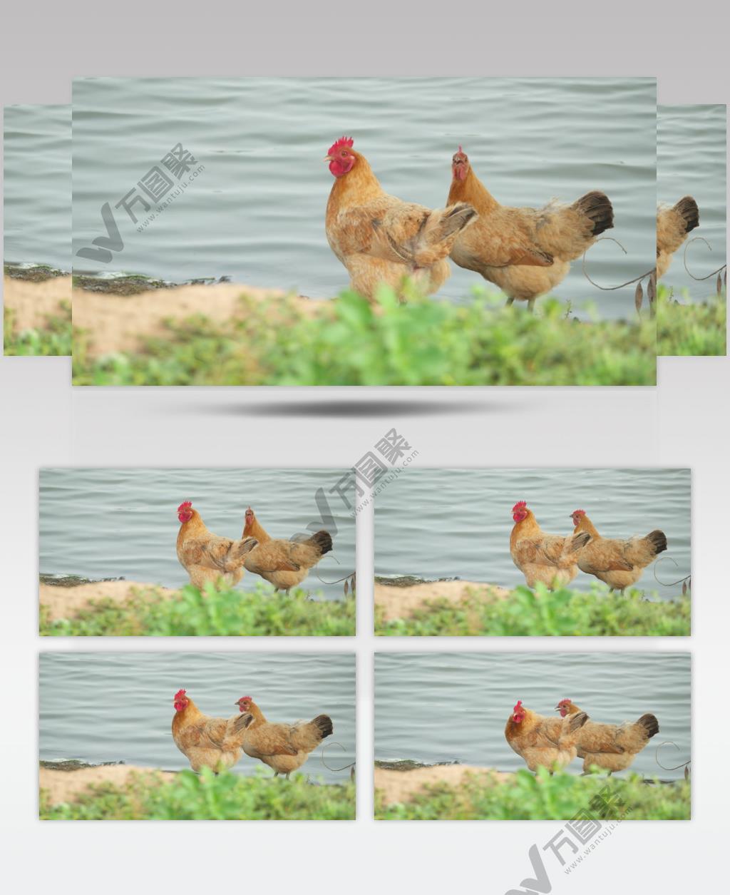 散养老母鸡柴鸡土鸡笨鸡家禽