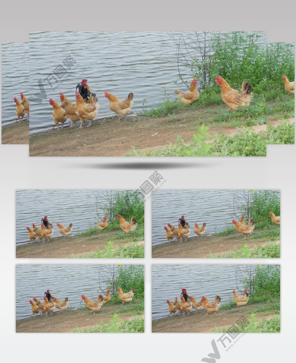 农村池塘河畔散养土鸡柴鸡