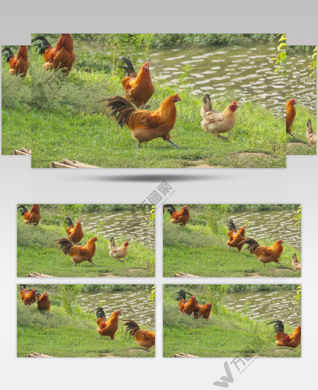 散养放养大公鸡老母鸡土鸡