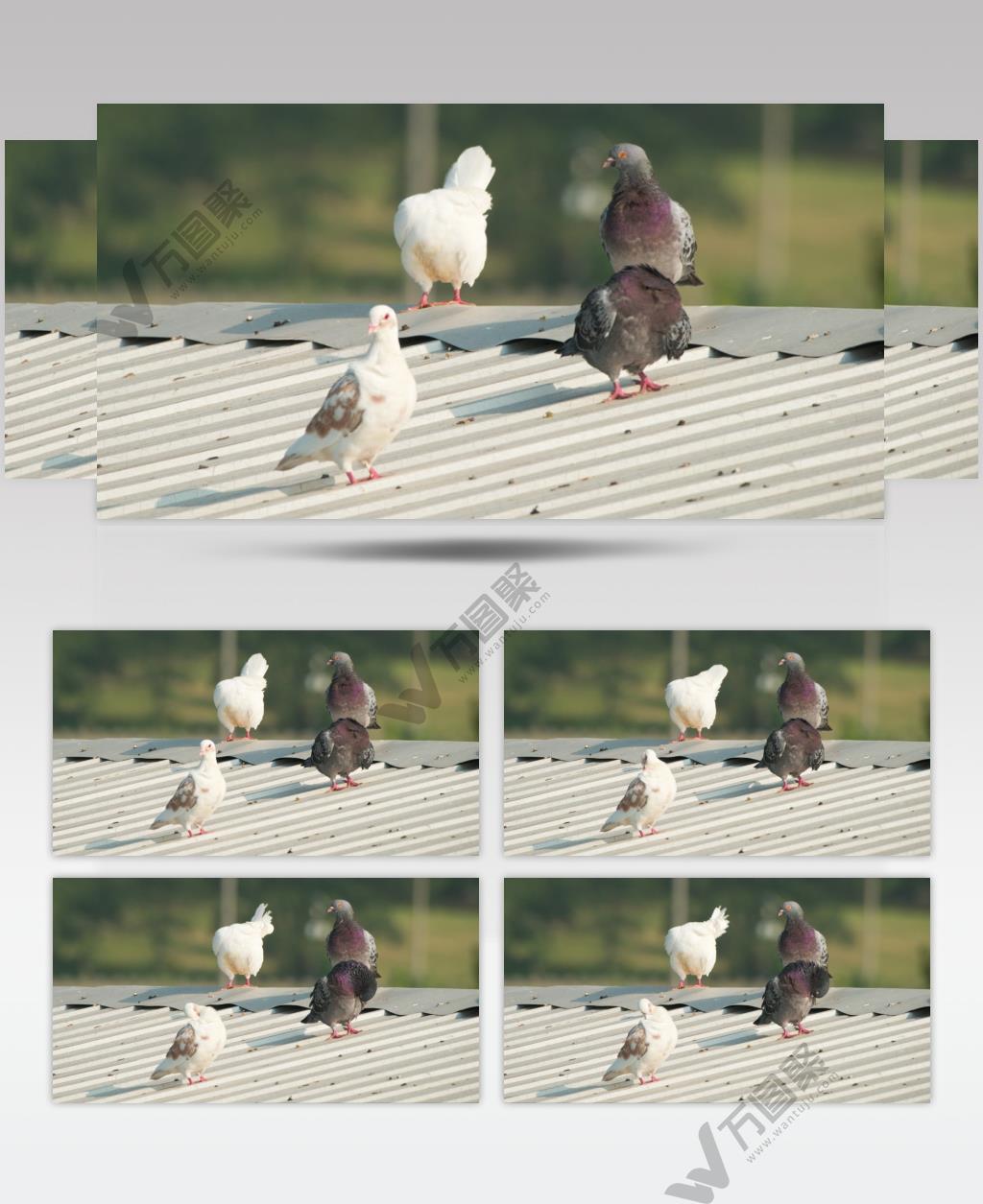 夏天屋顶农民饲养的家鸽子