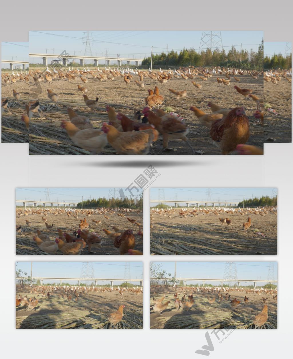 农村养鸡厂鸡鸭鹅奔跑狂奔