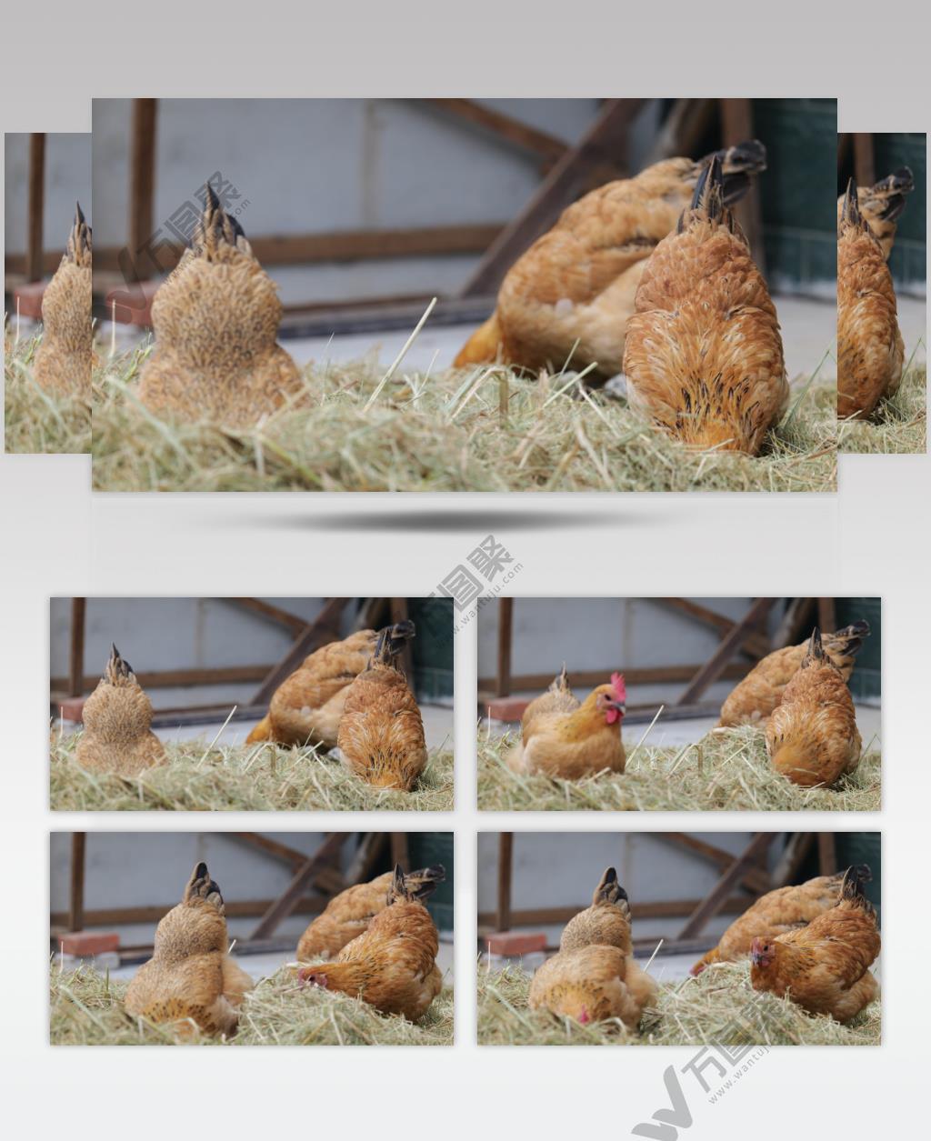 散养放养老母鸡干草堆觅食