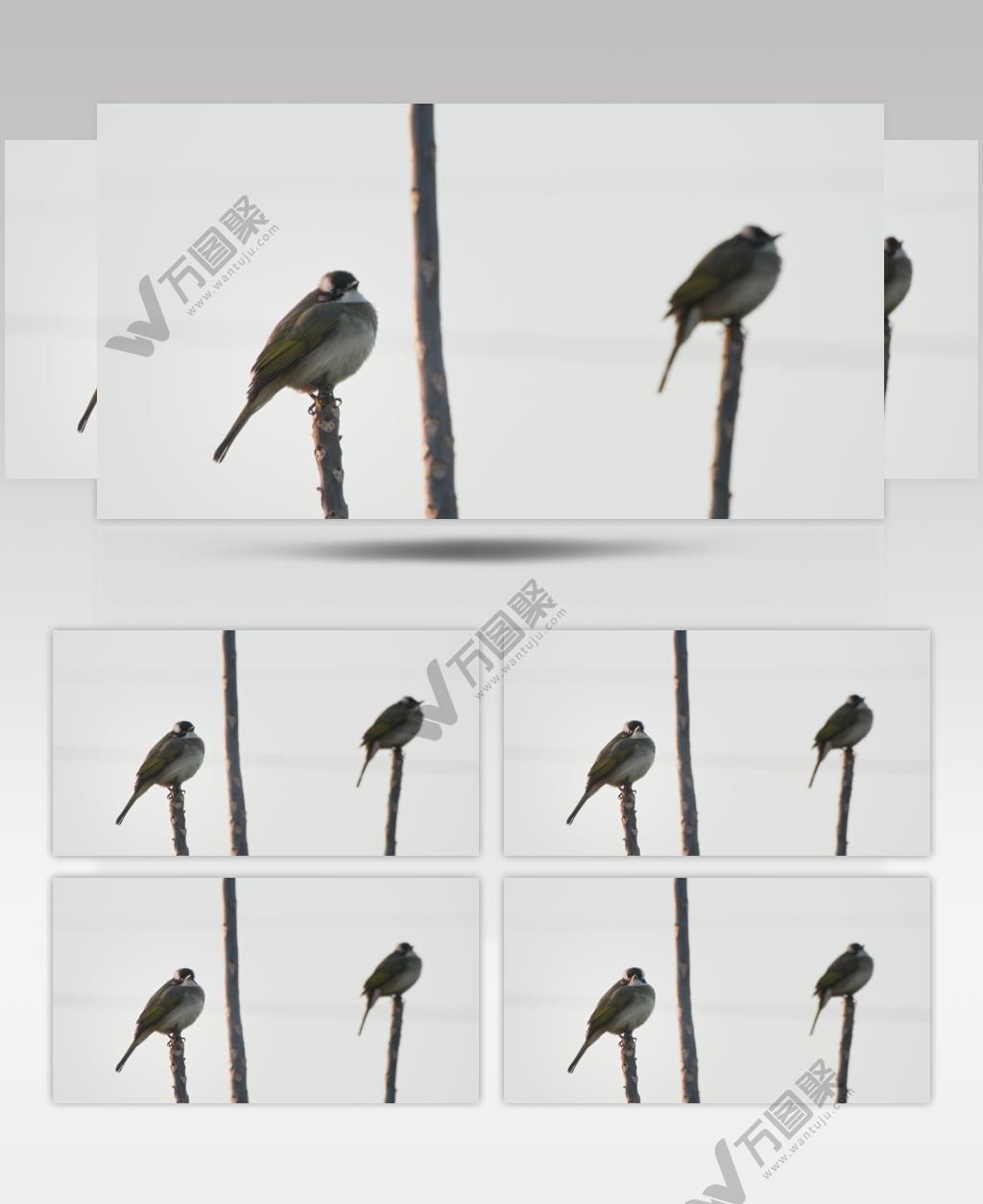 冬天树枝上一对小鸟白头鹎