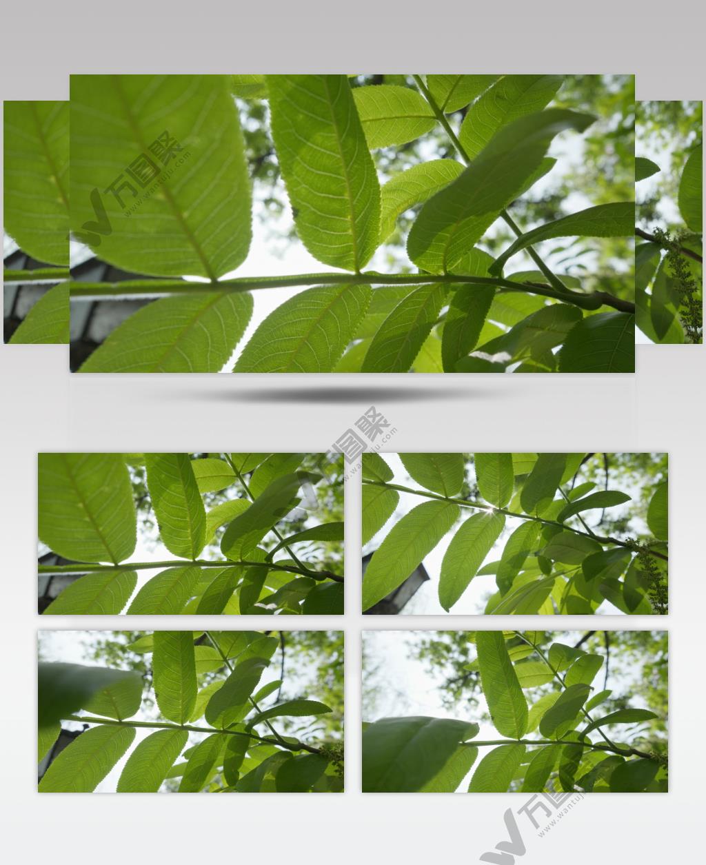 春天森林树叶阳光逆光星芒