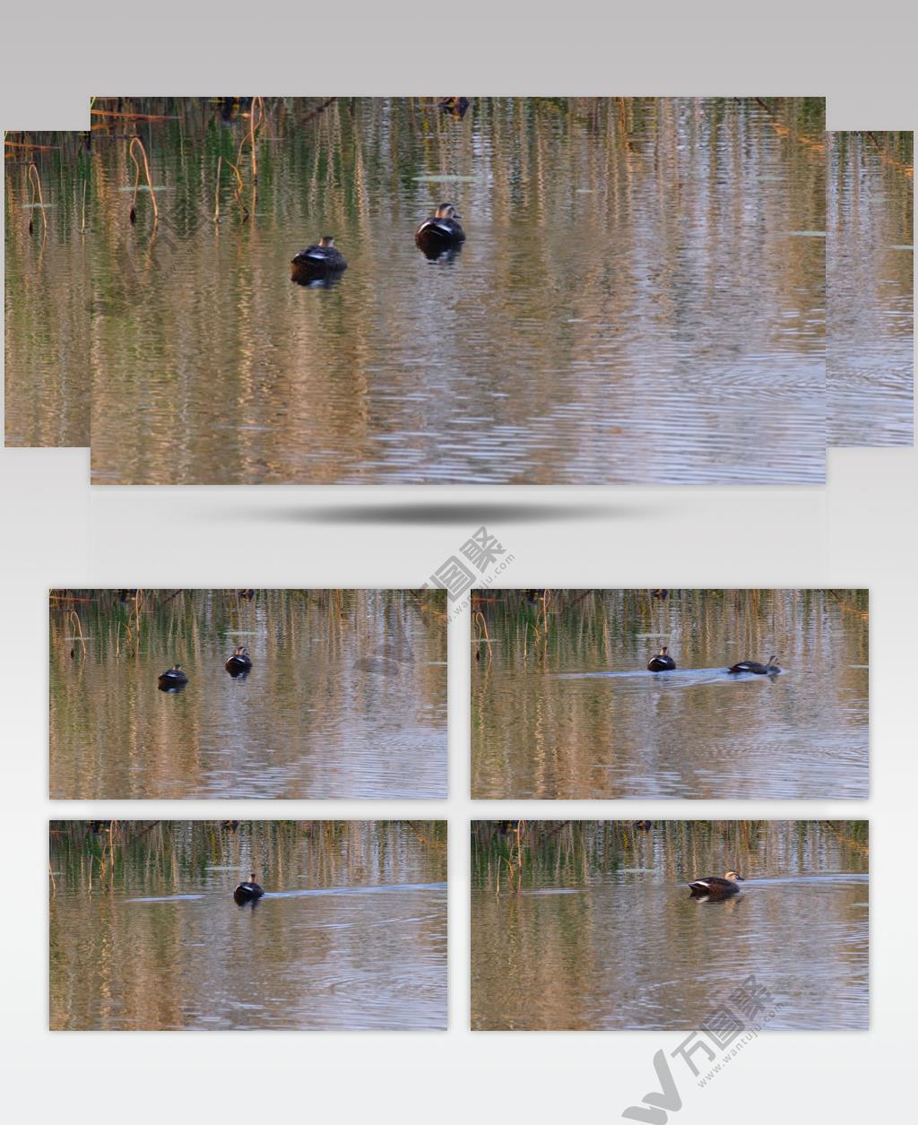 秋天池塘湿地野生斑嘴鸭子