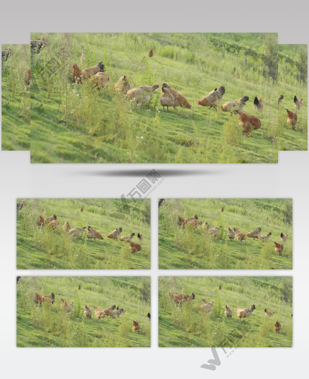 柴鸡土鸡老母鸡三黄鸡笨鸡