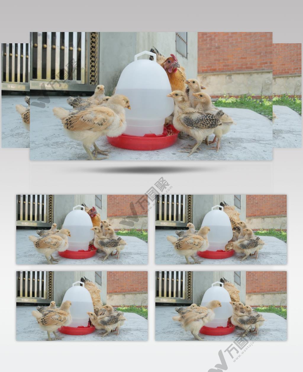 农村散养老母鸡带着鸡苗喝水