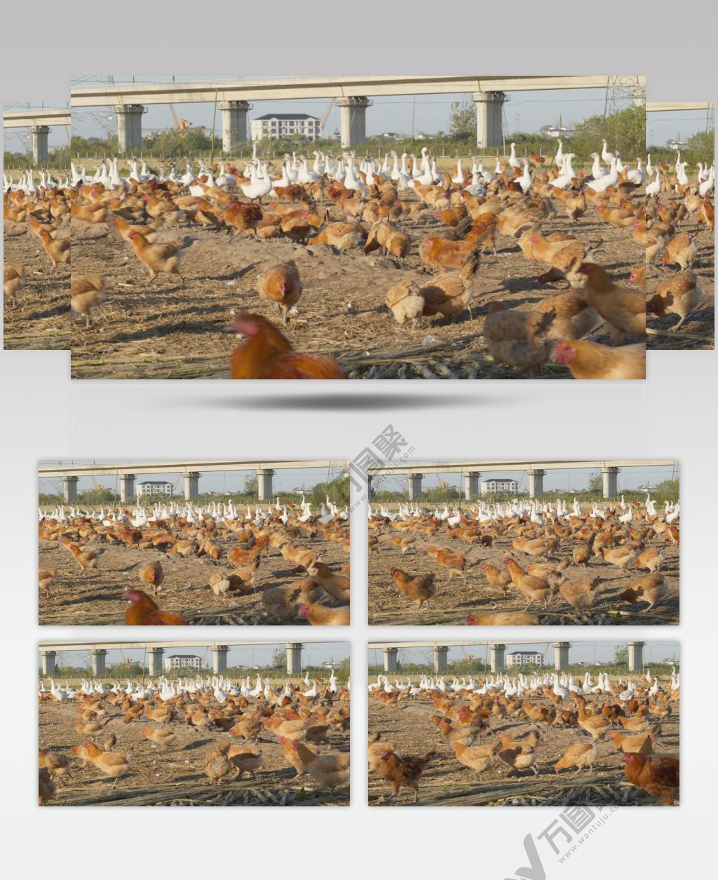 农村乡村农民饲养的鸡鸭鹅