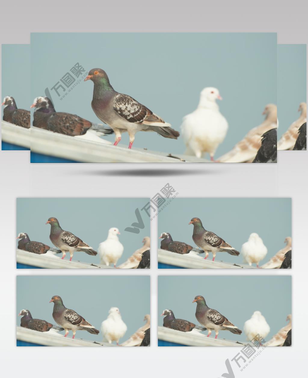 屋顶农民饲养的家养肉鸽子