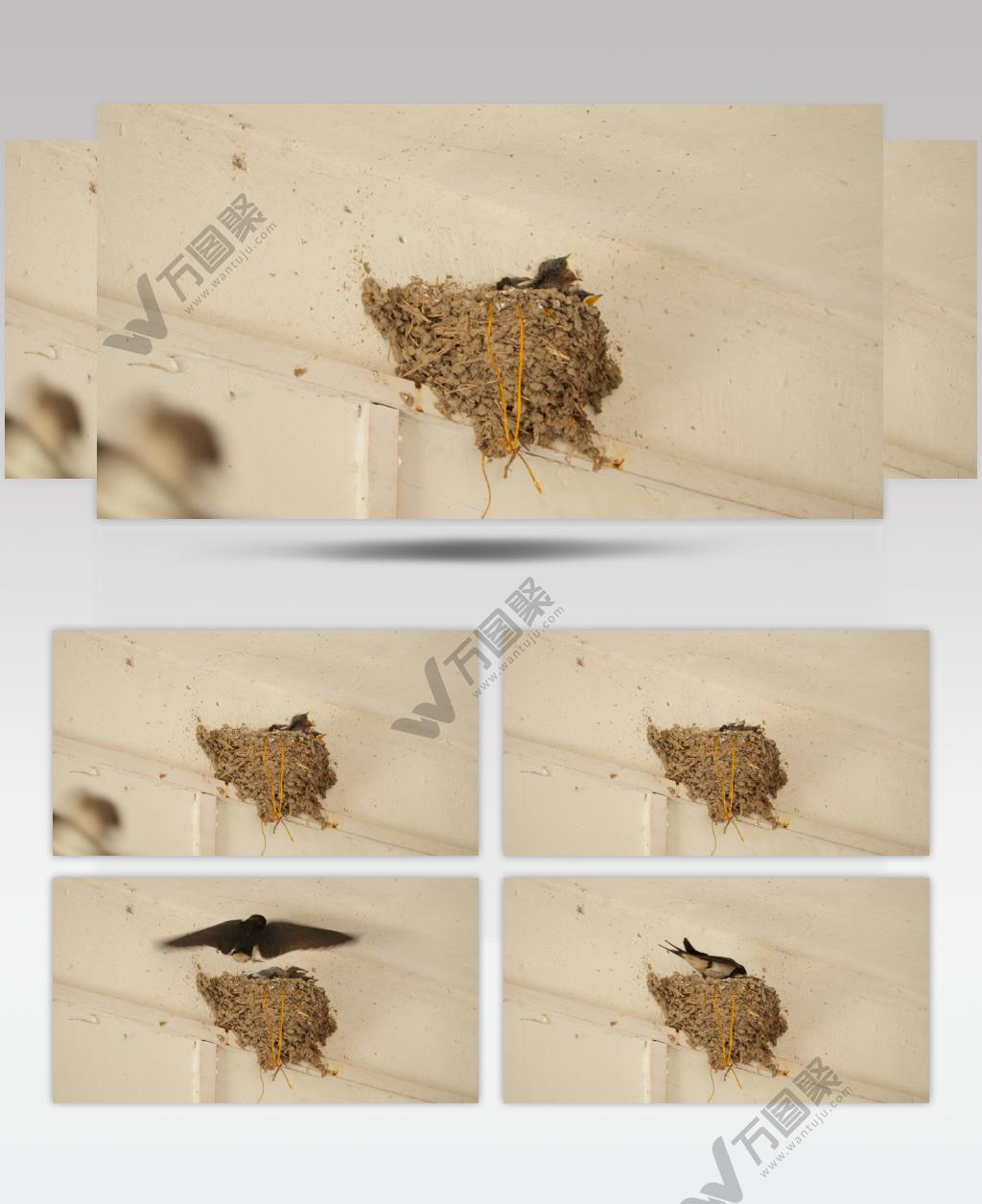 雌性家燕子哺育幼鸟雏鸟特写