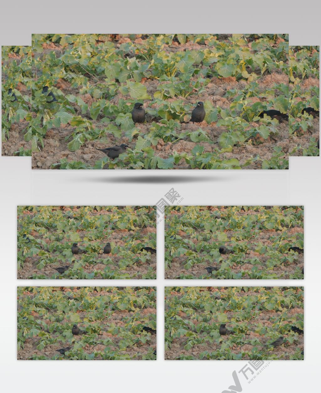 八哥鸟乌鸦偷吃农民种植蔬菜