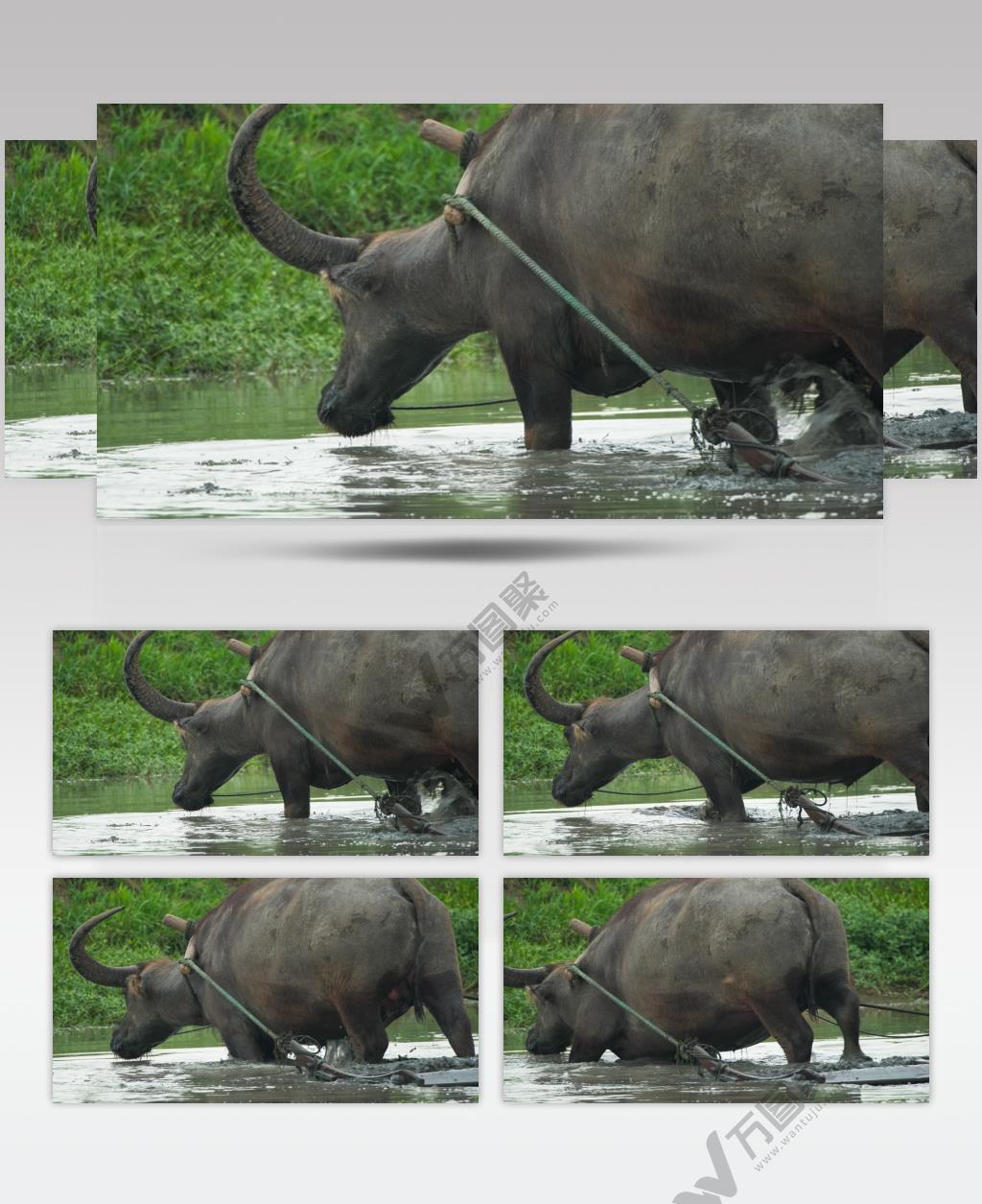 春天农村田野亚洲水牛耕地犁田