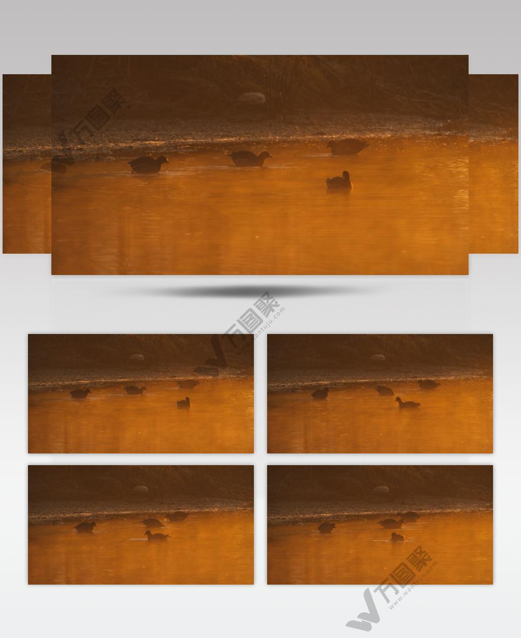 清晨浓雾笼罩池塘湿地黑水鸡