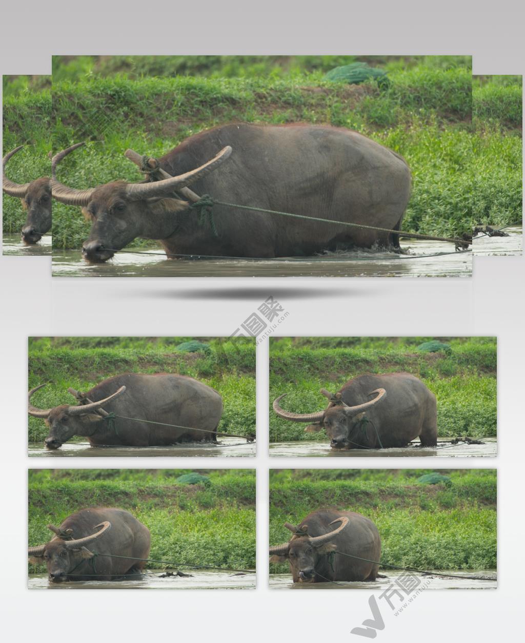春天农村亚洲水牛耕地犁田