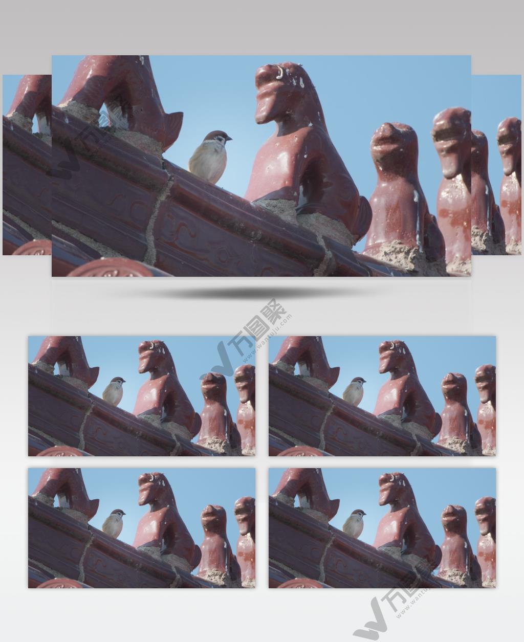 秋天寺庙屋顶麻雀起飞升格