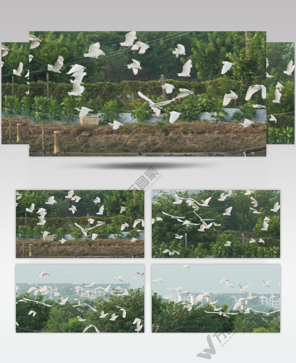 一群白鹭在天空飞翔翱翔升格