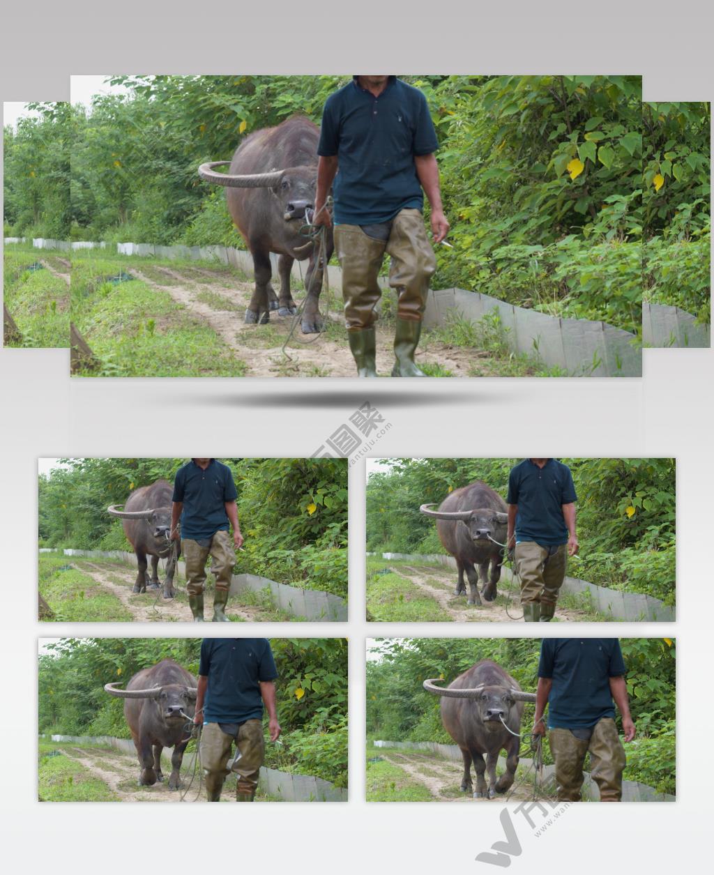 农村农民伯伯牵着亚洲水牛