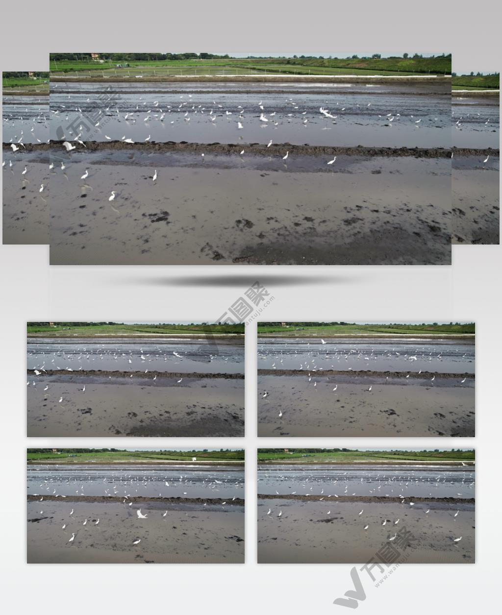 春天田野一群白鹭无人机航拍