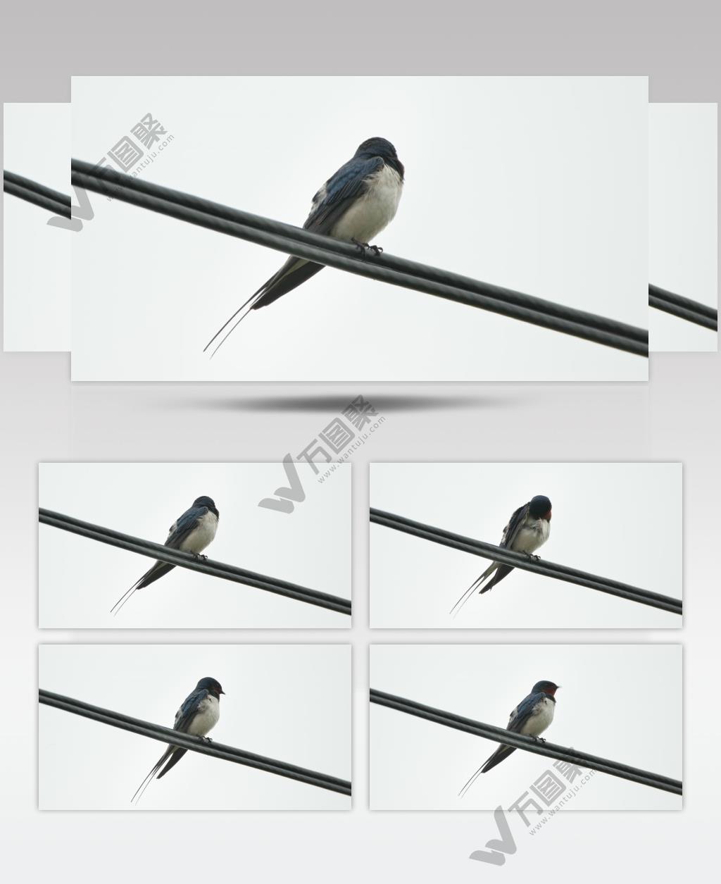 春天电线杆上野生家燕小燕子