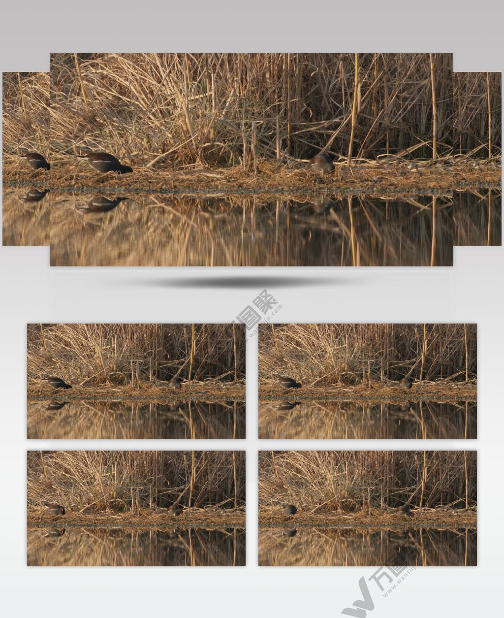 芦苇丛湿地黑水鸡升格慢动作