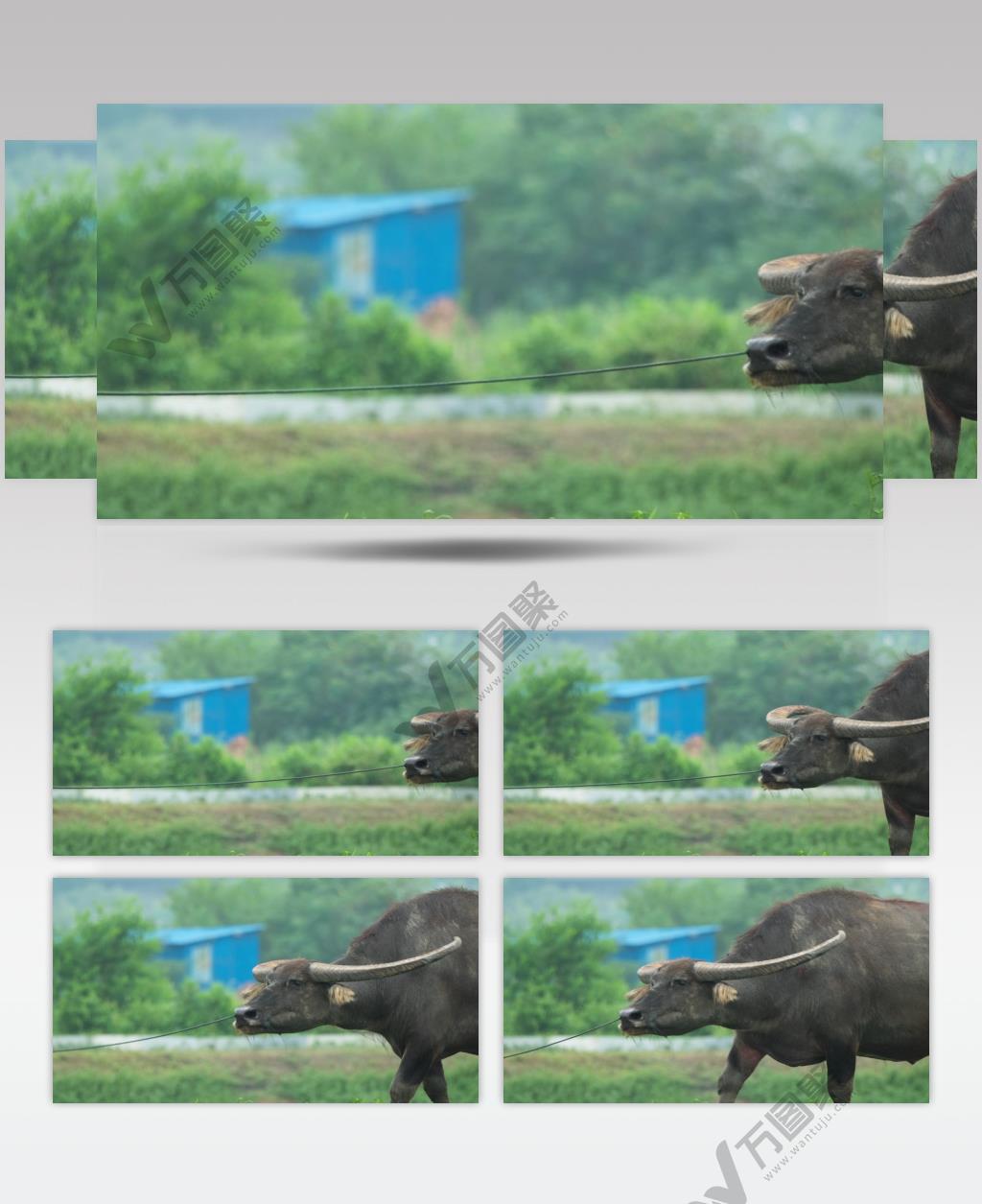 农名伯伯牵着亚洲水牛特写