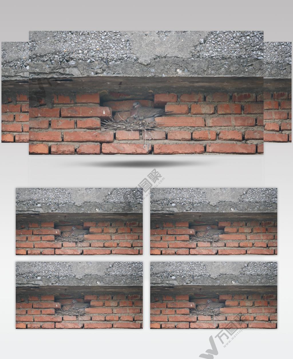 冬天屋檐下筑巢斑鸠雌鸟雏鸟