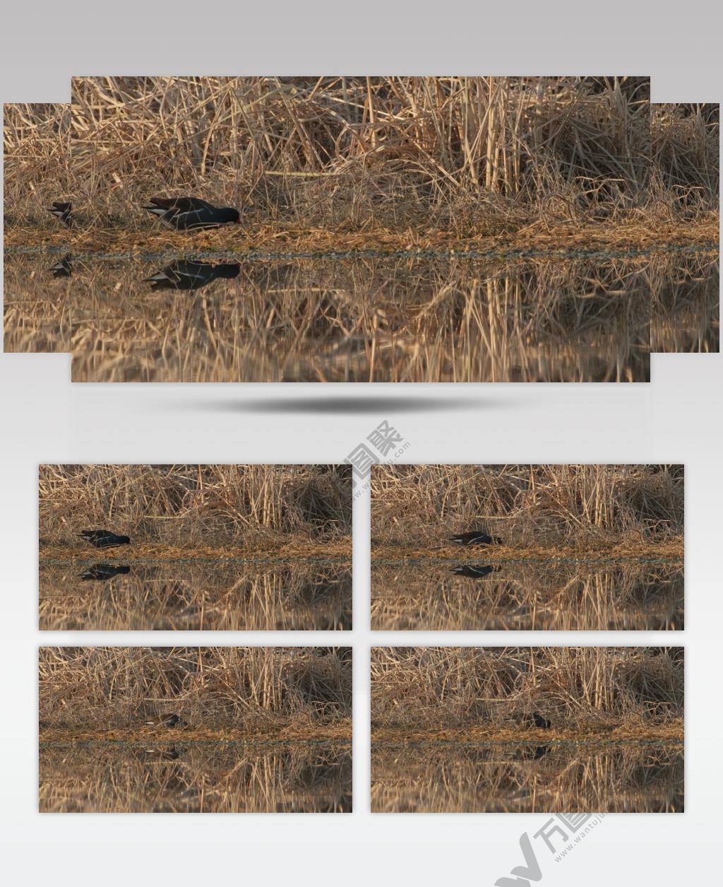 秋天湿地沼泽芦苇丛黑水鸡