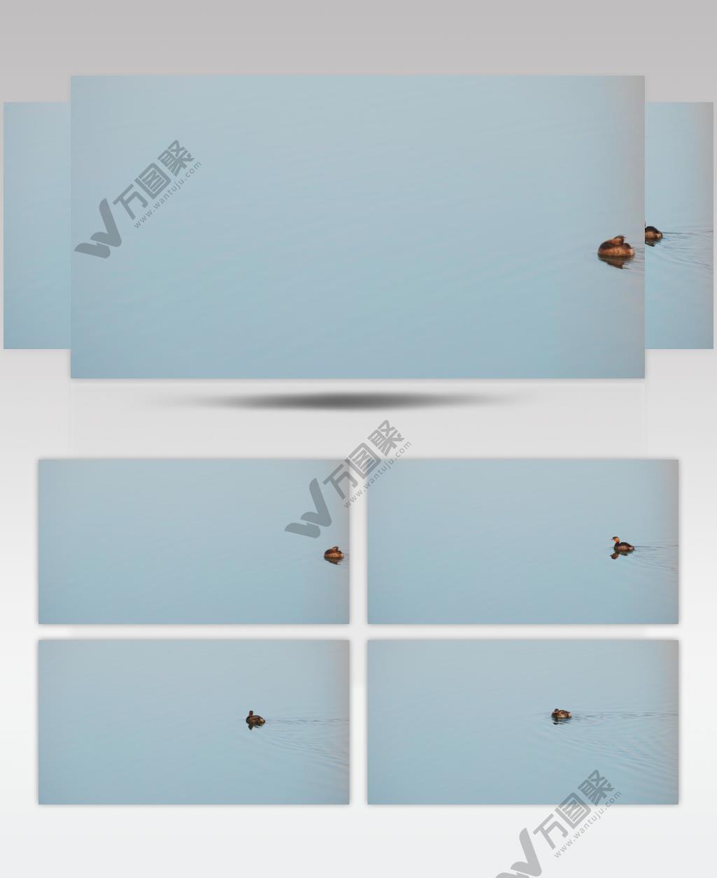 傍晚池塘湿地野生鸟类小䴙䴘