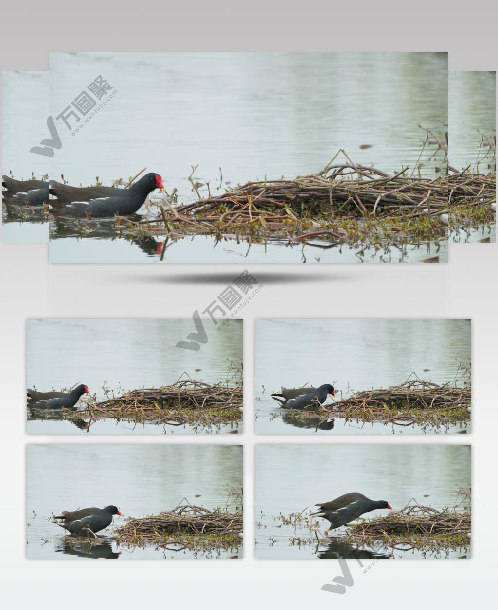 湿地黑水鸡走路上岸返回巢穴