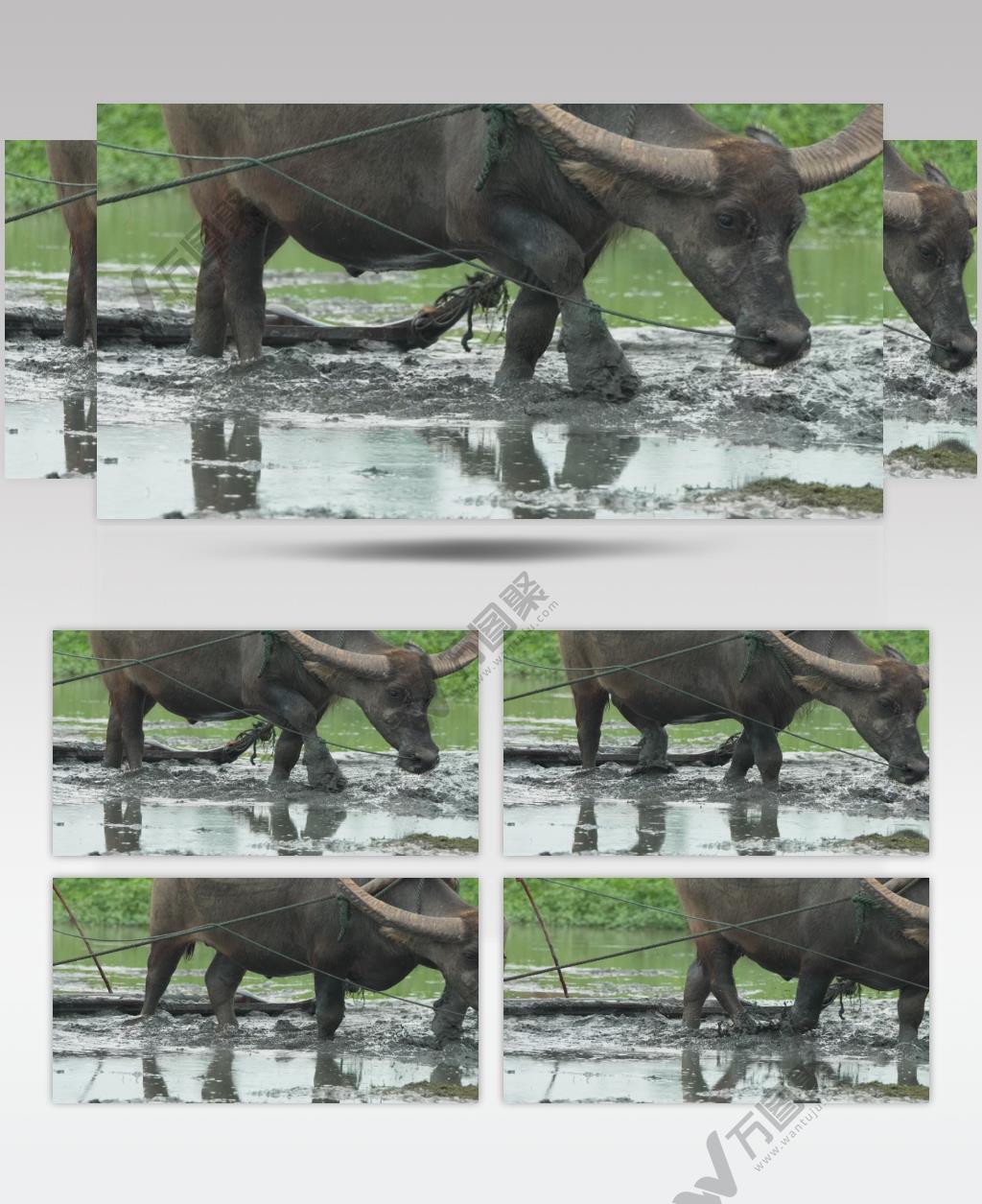 亚洲水牛犁田升格慢镜头慢动作