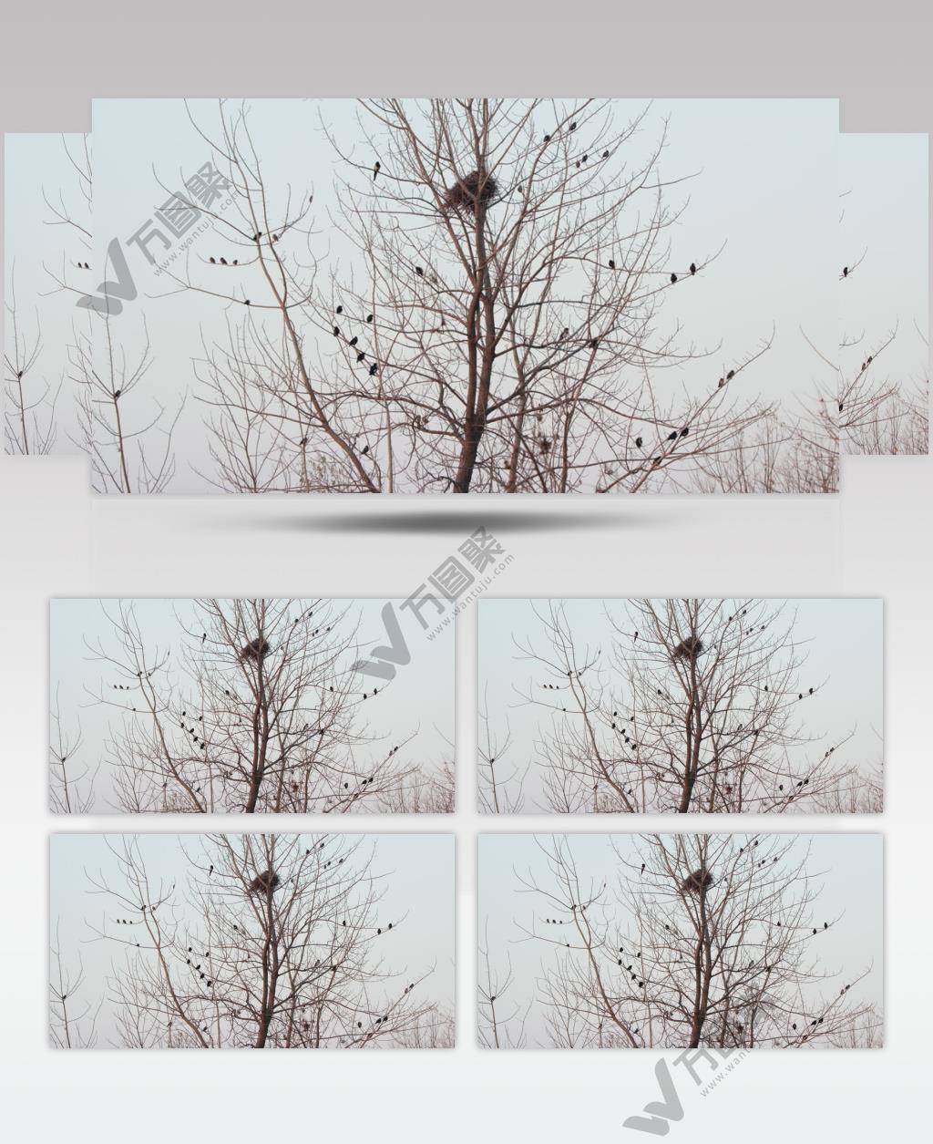 冬天农村树枝头一群八哥鸟