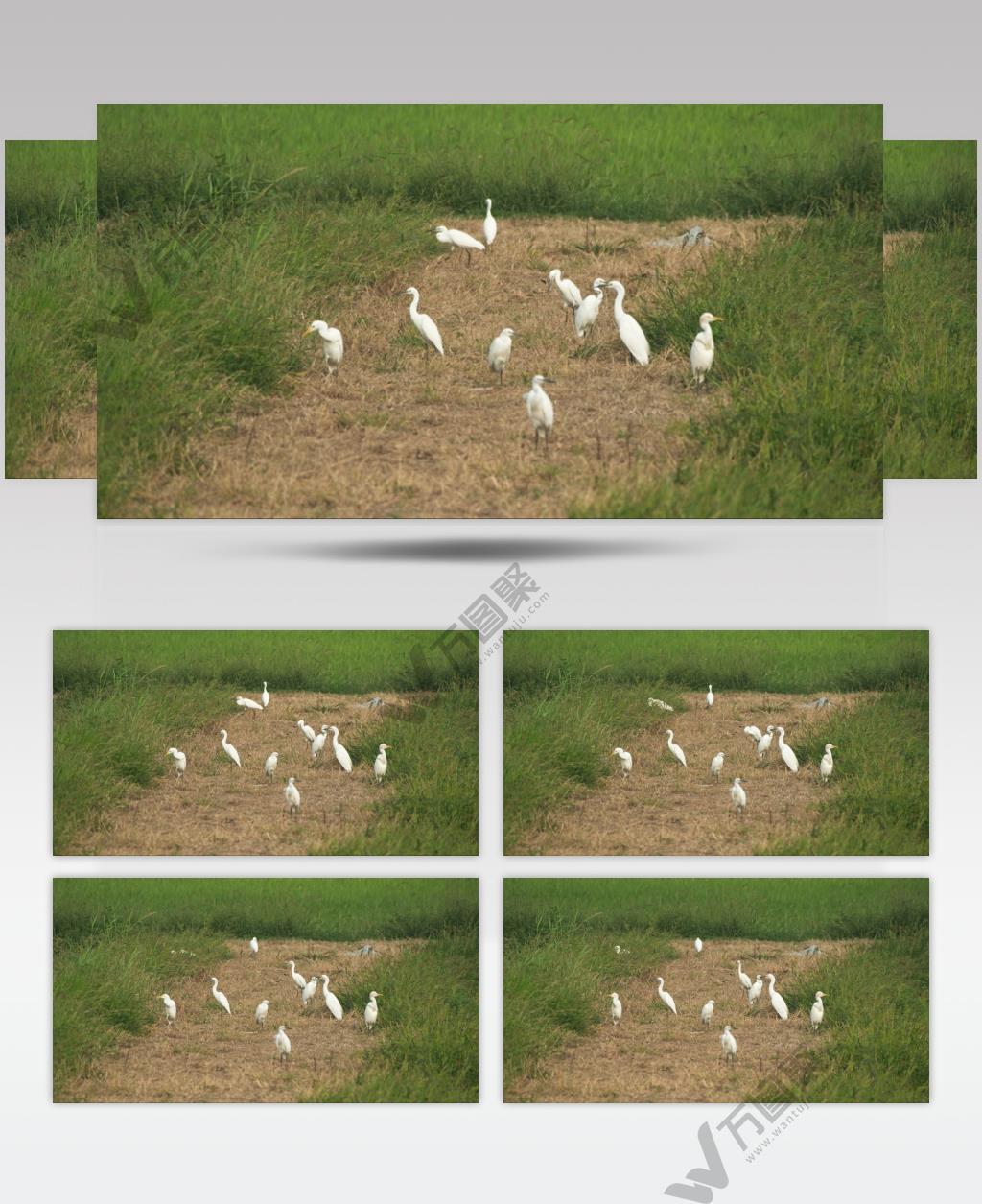 夏天一群白鹭在田野里休息