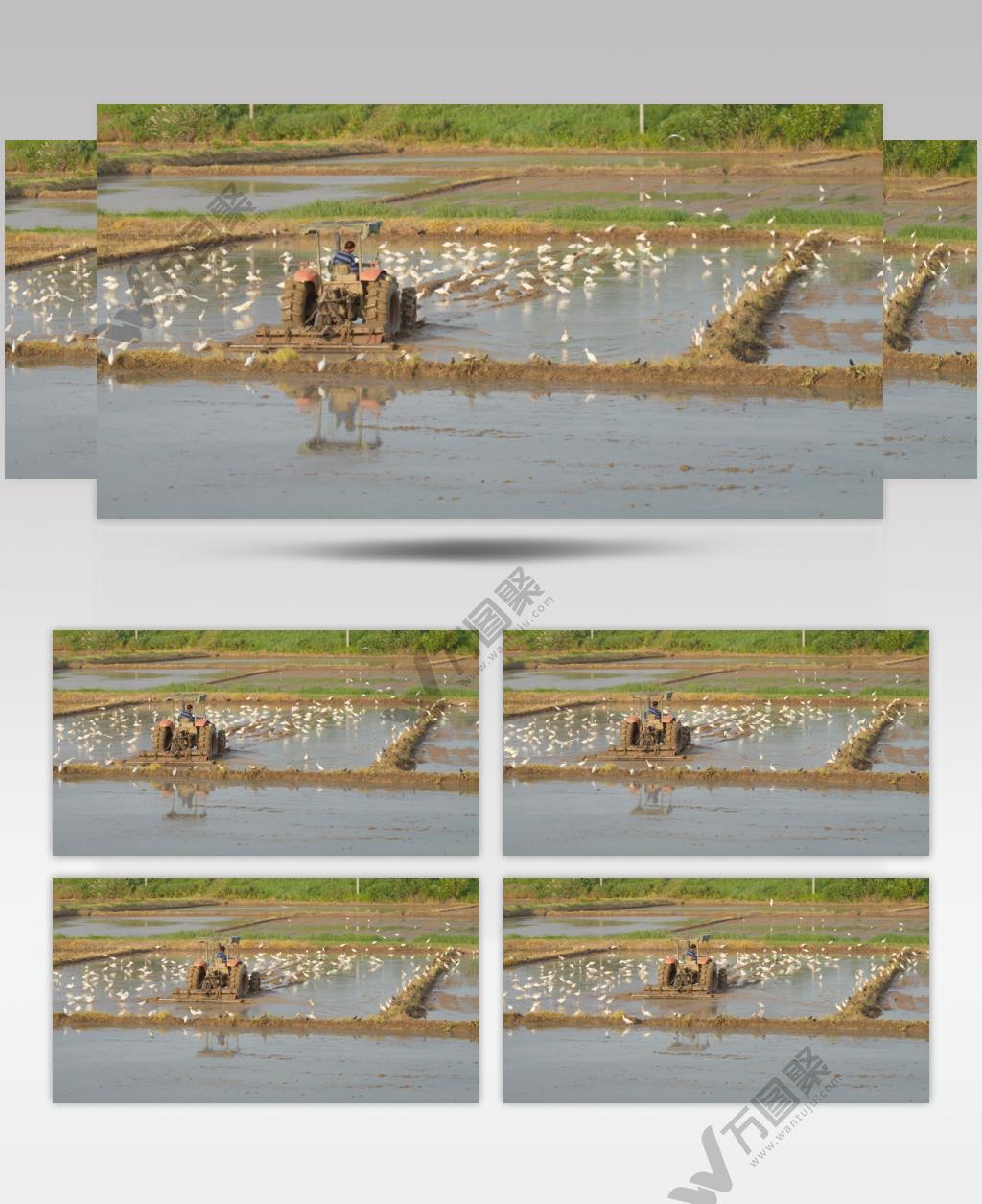 夏天田野农用机械白鹭牛背鹭