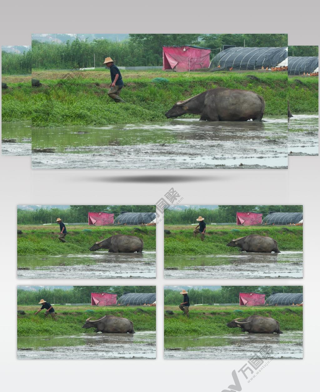 农村田野农民牵着亚洲水牛吃草