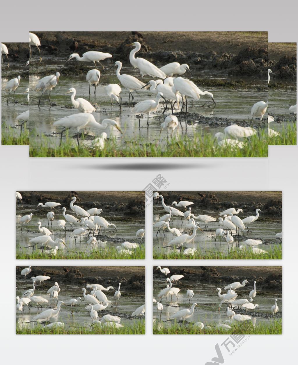 一群白鹭在田野觅食泥鳅田螺