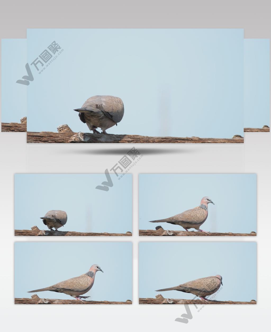 秋天农村屋顶小鸟斑鸠升格