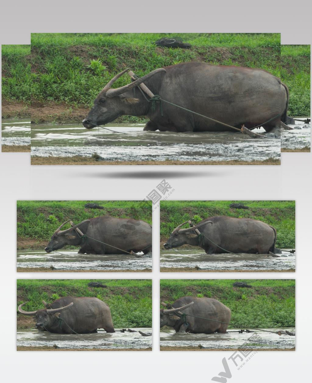 农村田野亚洲水牛耕地犁田